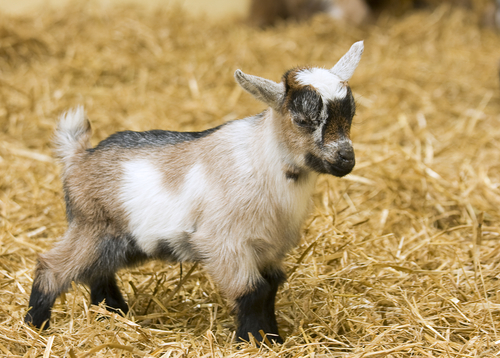 Baby goat with horns.